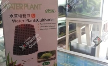 Acuario Goldfish Oranda Paisajismo