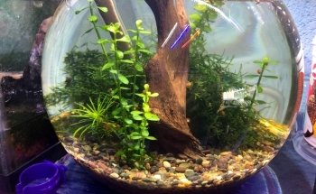 Acuario Aqua Pets