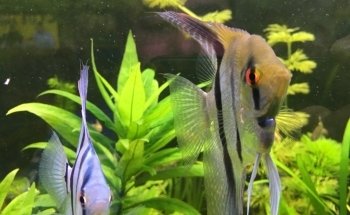 Acuario Aqua Pets