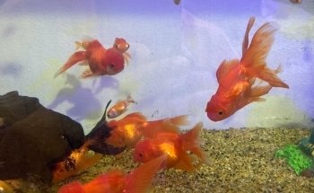 Acuario Aqua Pets