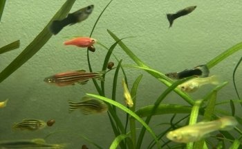 Acuario Aqua Pets
