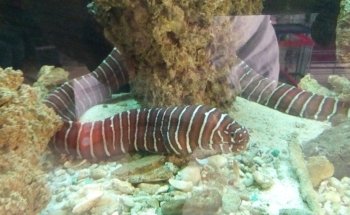 Acuario Progreso