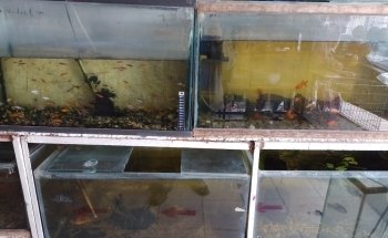 Progreso Aquarium