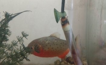 Acuario Progreso