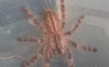 Acuario Progreso