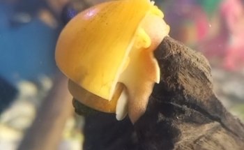 Acuario Mascotilandia