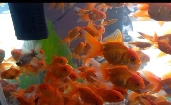 Acuario Mascotilandia