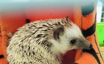 Acuario Mascotilandia
