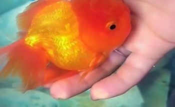 Acuario Mascotilandia