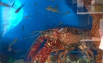 Acuario Mascotilandia