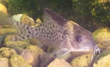 Acuario Allende