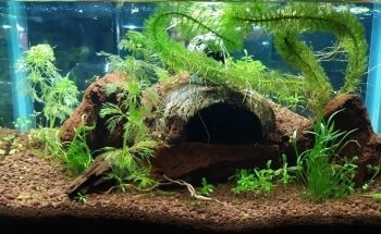 Acuario Allende