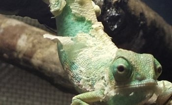 Acuario Allende