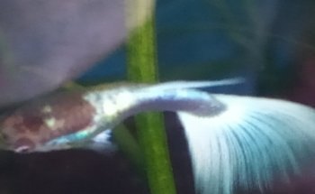 Acuario Allende