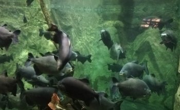 Acuario Alondra
