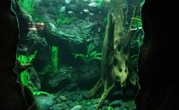 Acuario Alondra