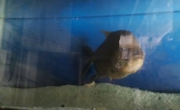 Acuario Alondra