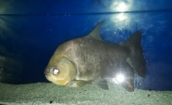 Acuario Alondra