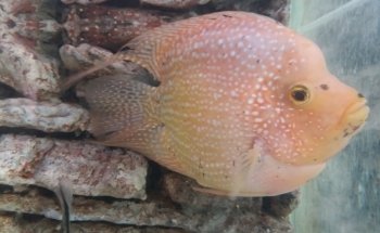Acuario Rayo