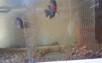 Acuario Rayo