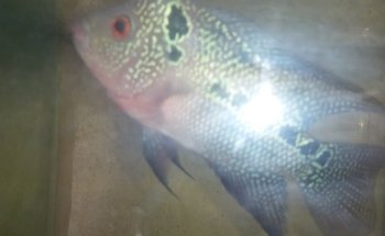 Acuario Rayo
