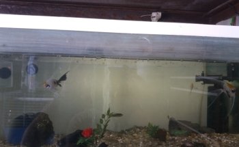 Acuario Rayo
