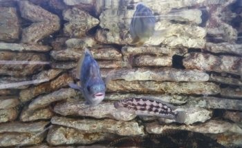 Acuario Rayo