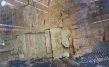 Acuario Rayo