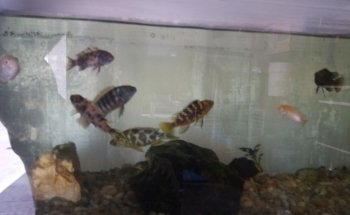 Acuario Rayo