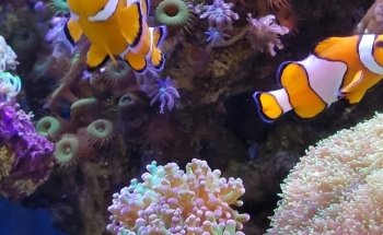 Acuario Splas'h