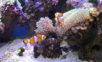 Acuario Splas'h