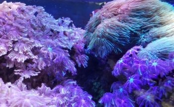 Acuario Splas'h