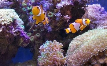 Splash Aquarium