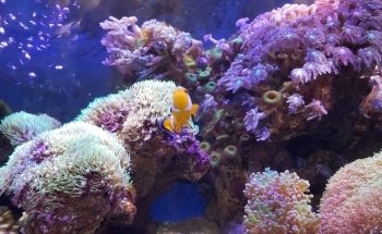 Acuario Splas'h