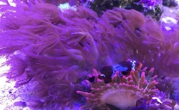 Reef Acuario