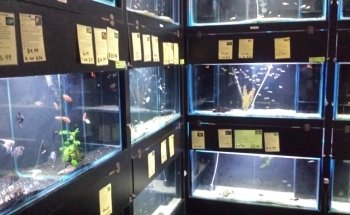 Aquarium Fish Paradise