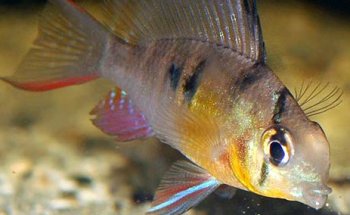 Aquarium Fish Paradise