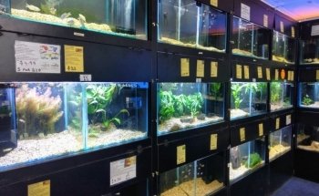 Aquarium Fish Paradise