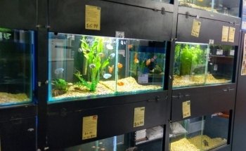 Aquarium Fish Paradise