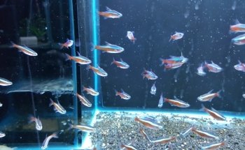 Aquarium Fish Paradise