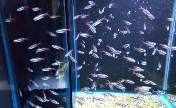 Aquarium Fish Paradise