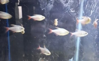 Aquarium Fish Paradise