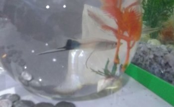 Acuario Tecnomarine