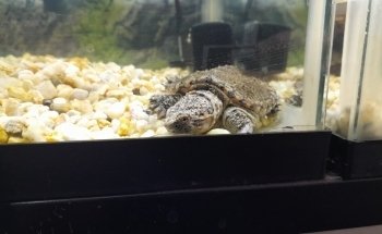 Acuario Estrella De Mar