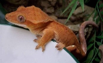 Acuario Estrella De Mar