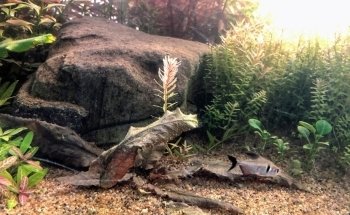 Acuario El Pez Dorado