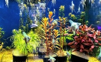 Acuario El Pez Dorado