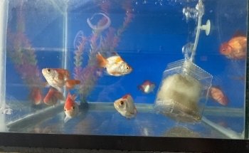 Acuario El Pez Dorado