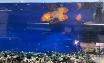 Golden Fish Aquarium