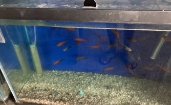 Acuario El Pez Dorado